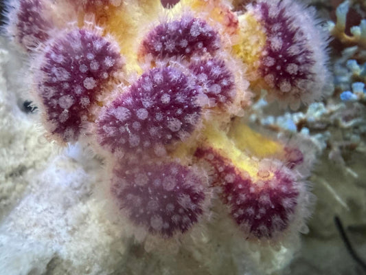 PMA Puppy Paw Soft Coral