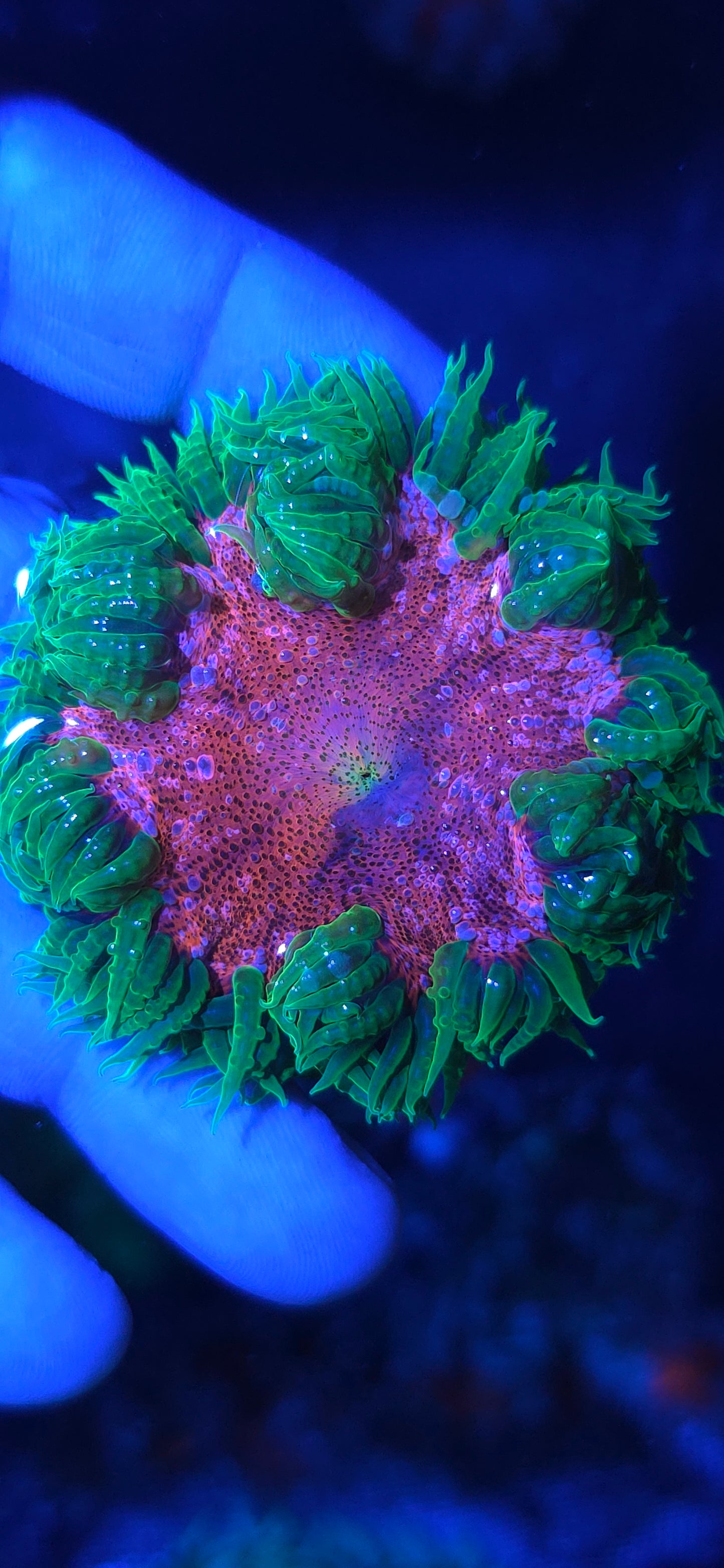 ULTRA ROCK FLOWER ANEMONES (BELIZE) 4 PACK