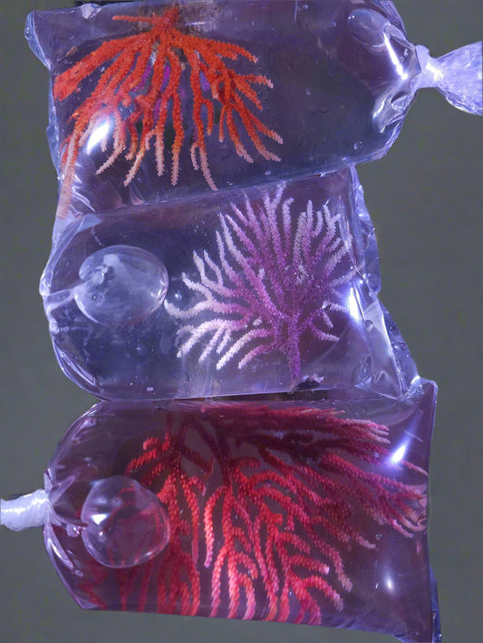 West African Sea Fan Gorgonian