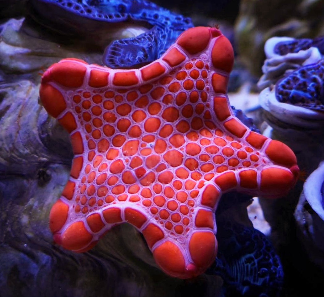 Biscuit Starfish