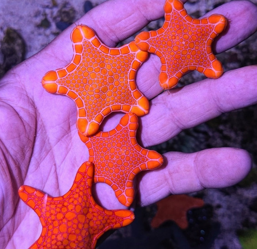 Biscuit Starfish