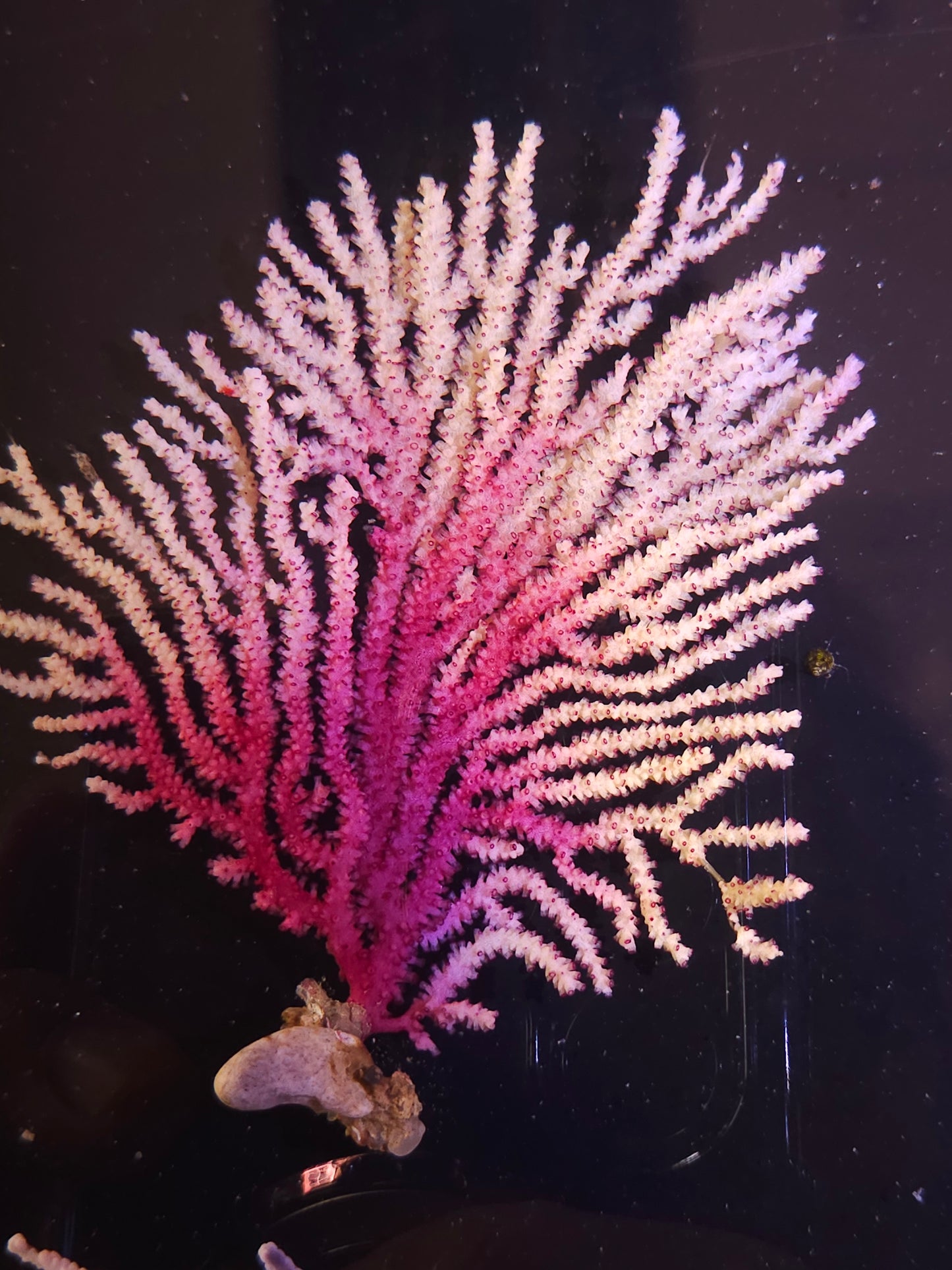 West African Sea Fan Gorgonian