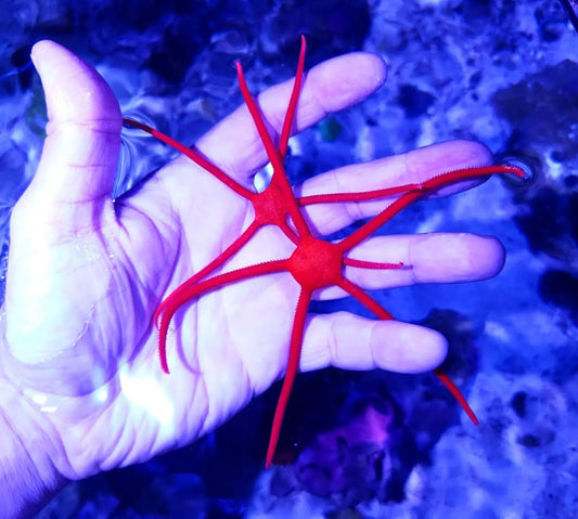 RED SERPANT STARFISH