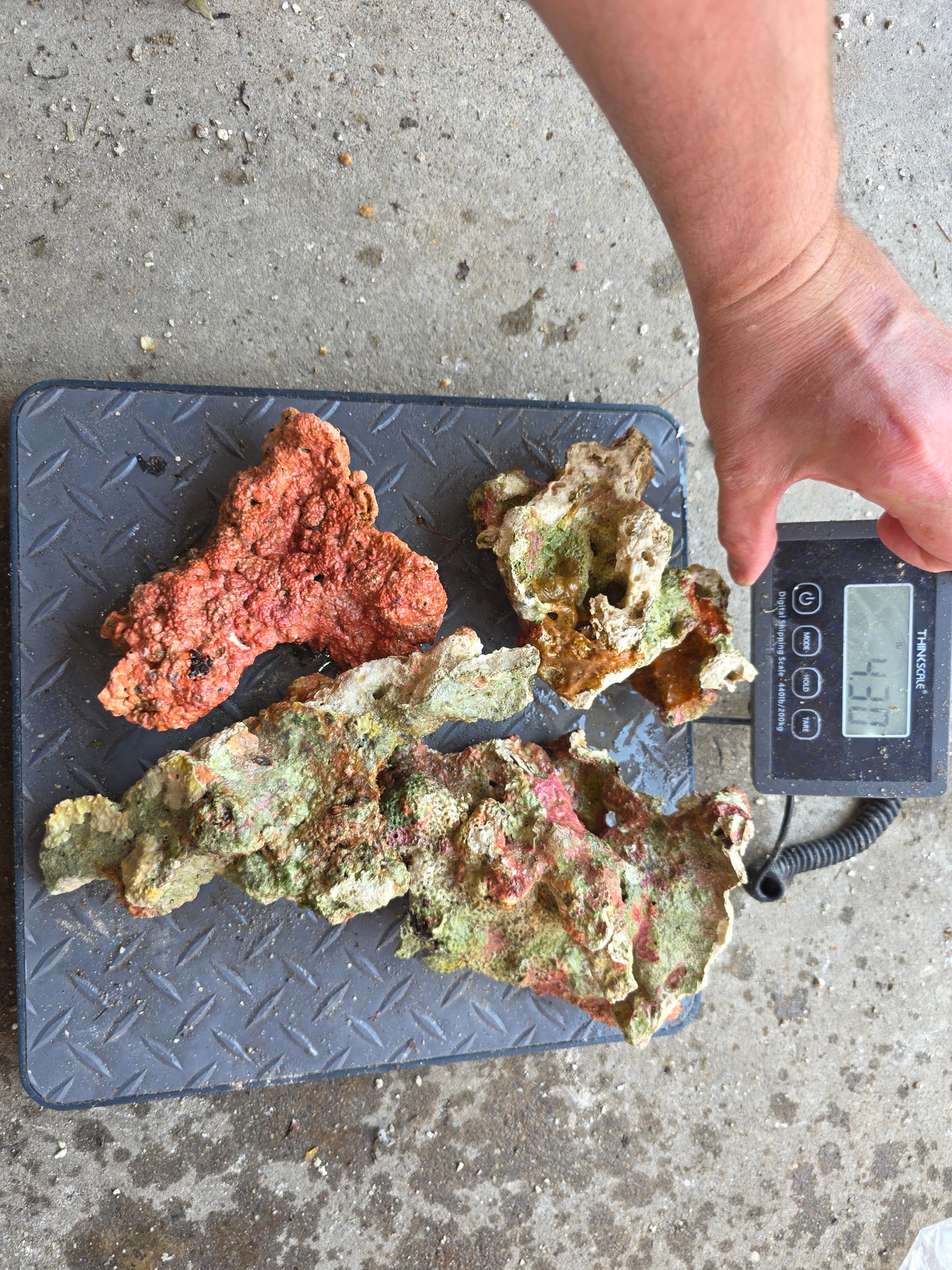 Australian Live Rock RUBBLE