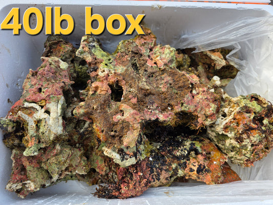 Australian Live Rock WYSIWYG (1)