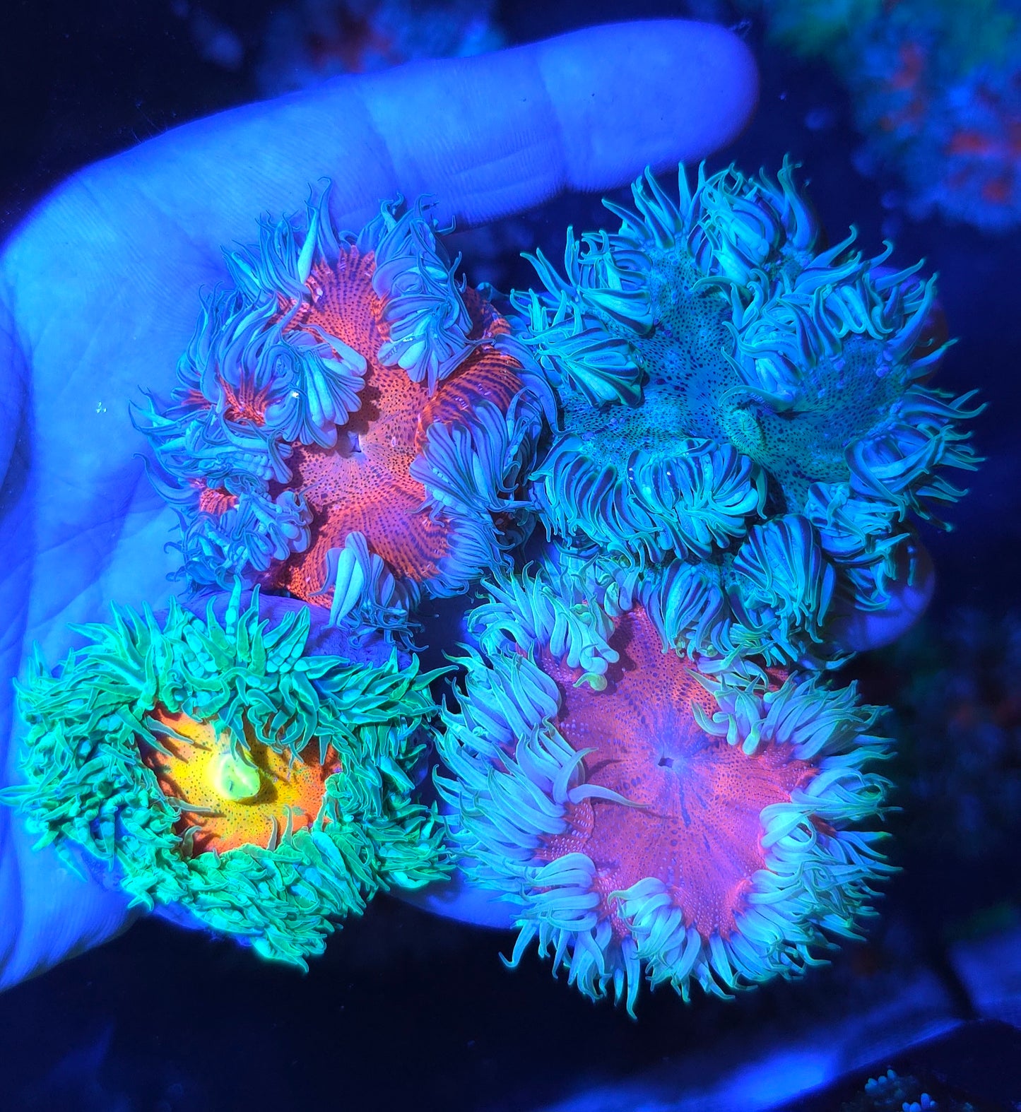 ULTRA ROCK FLOWER ANEMONES (BELIZE) 4 PACK