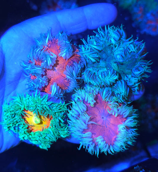 ULTRA ROCK FLOWER ANEMONES (BELIZE) 4 PACK