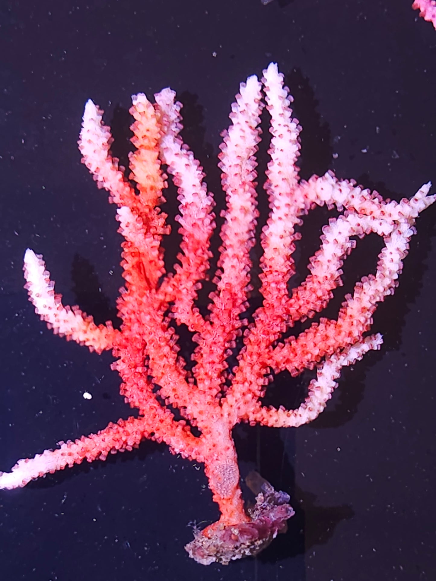 West African Sea Fan Gorgonian