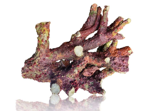 Australian Ultra Supreme Live Rock