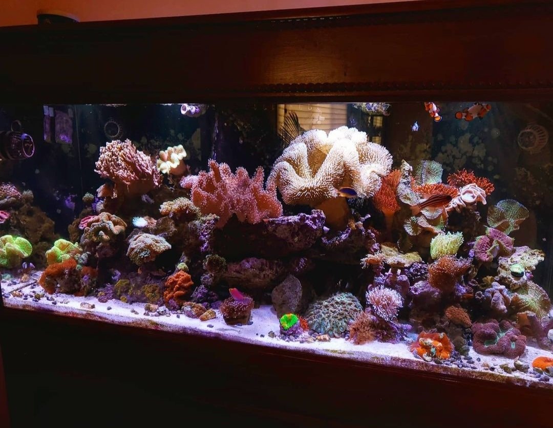 Real Reef Rock, Decoration
