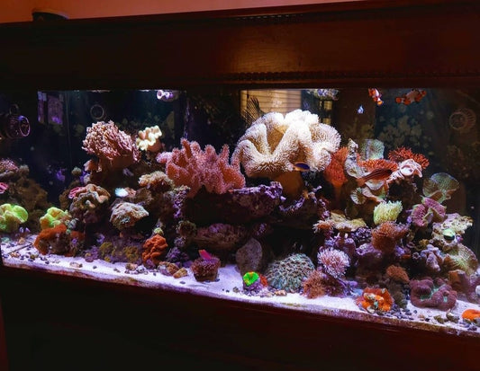 180 gallon setup