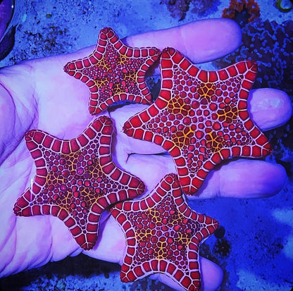 West African Biscuit Starfish