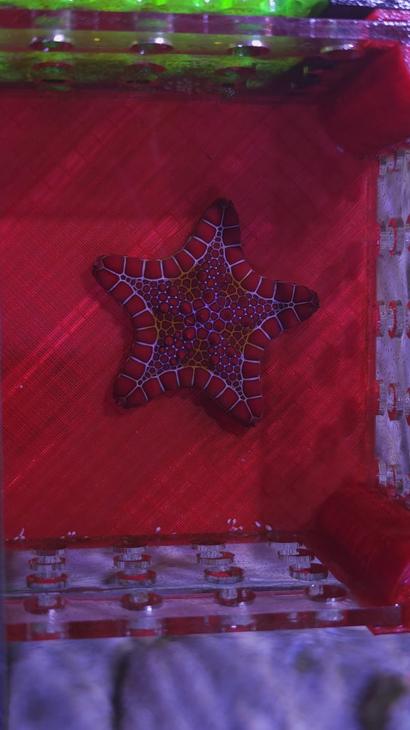 West African Biscuit Starfish Pristine Marine Aquariums