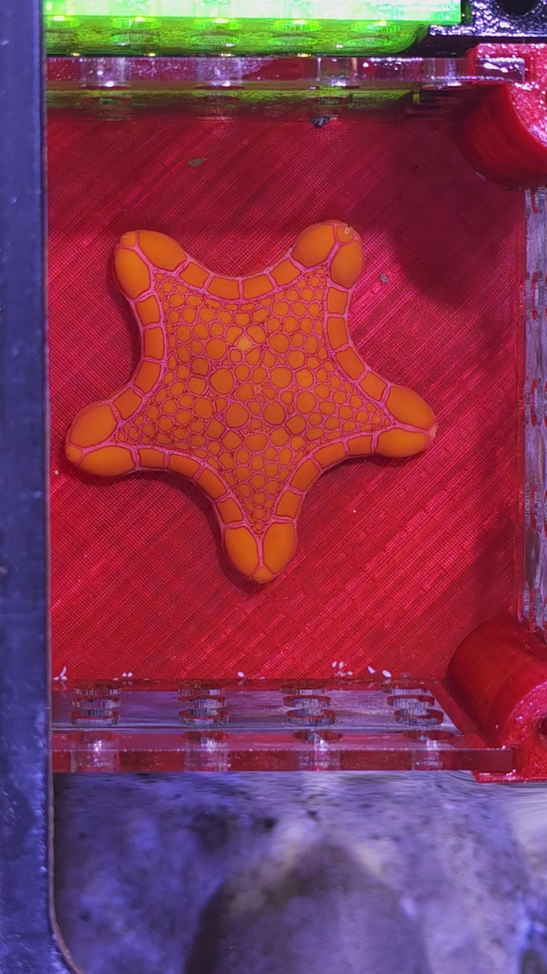 Biscuit Starfish Pristine Marine Aquariums