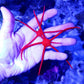 RED SERPANT STARFISH