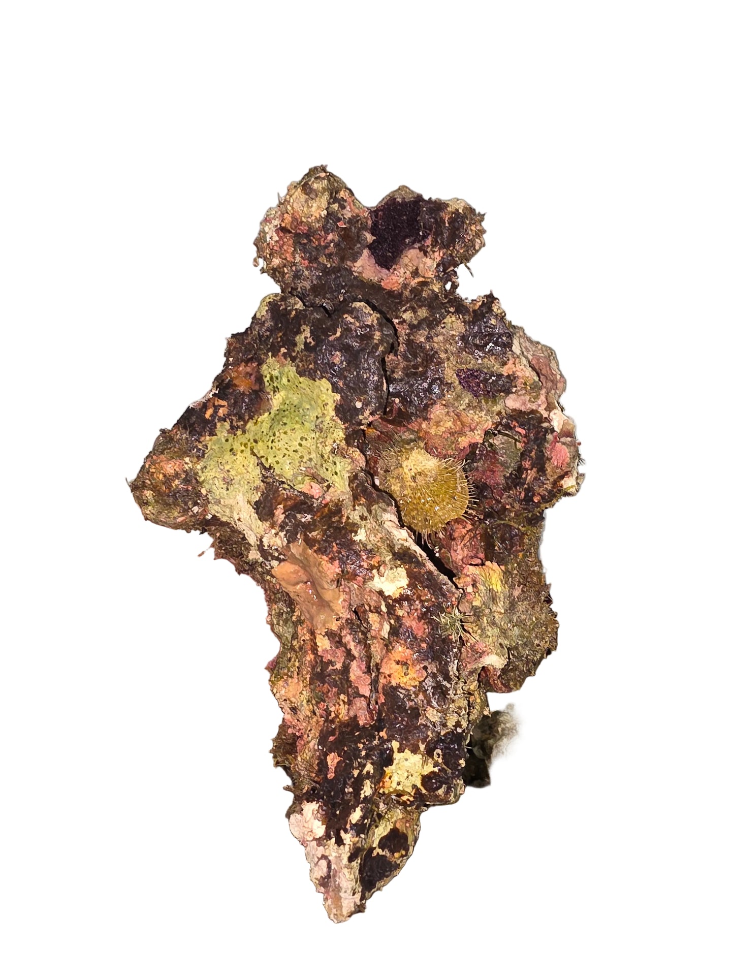 Australian Live Rock WYSIWYG 44lbs