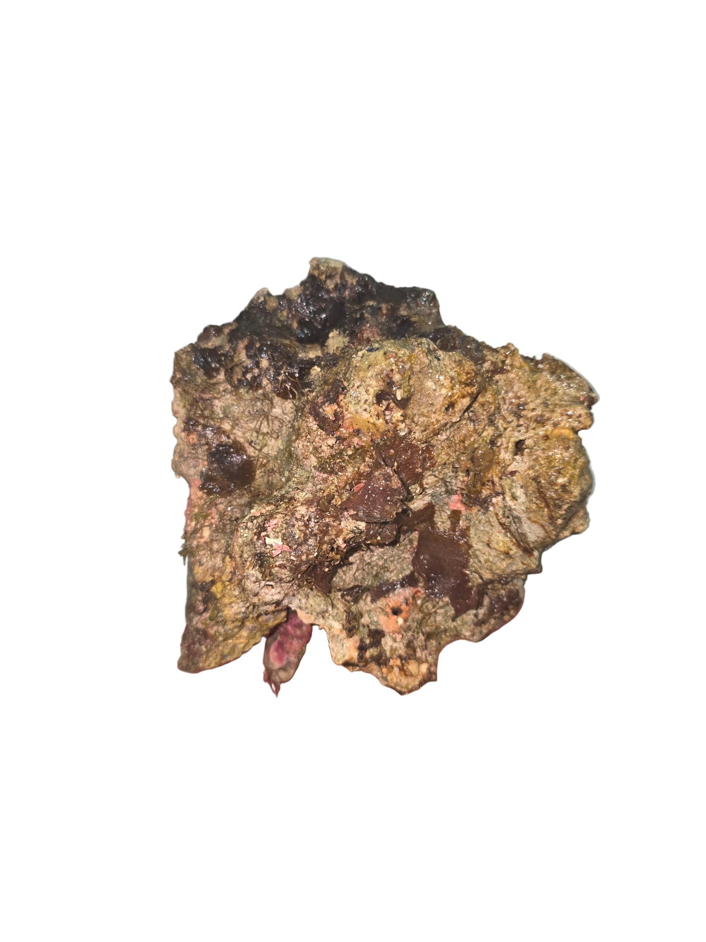 Australian Live Rock WYSIWYG 44lbs
