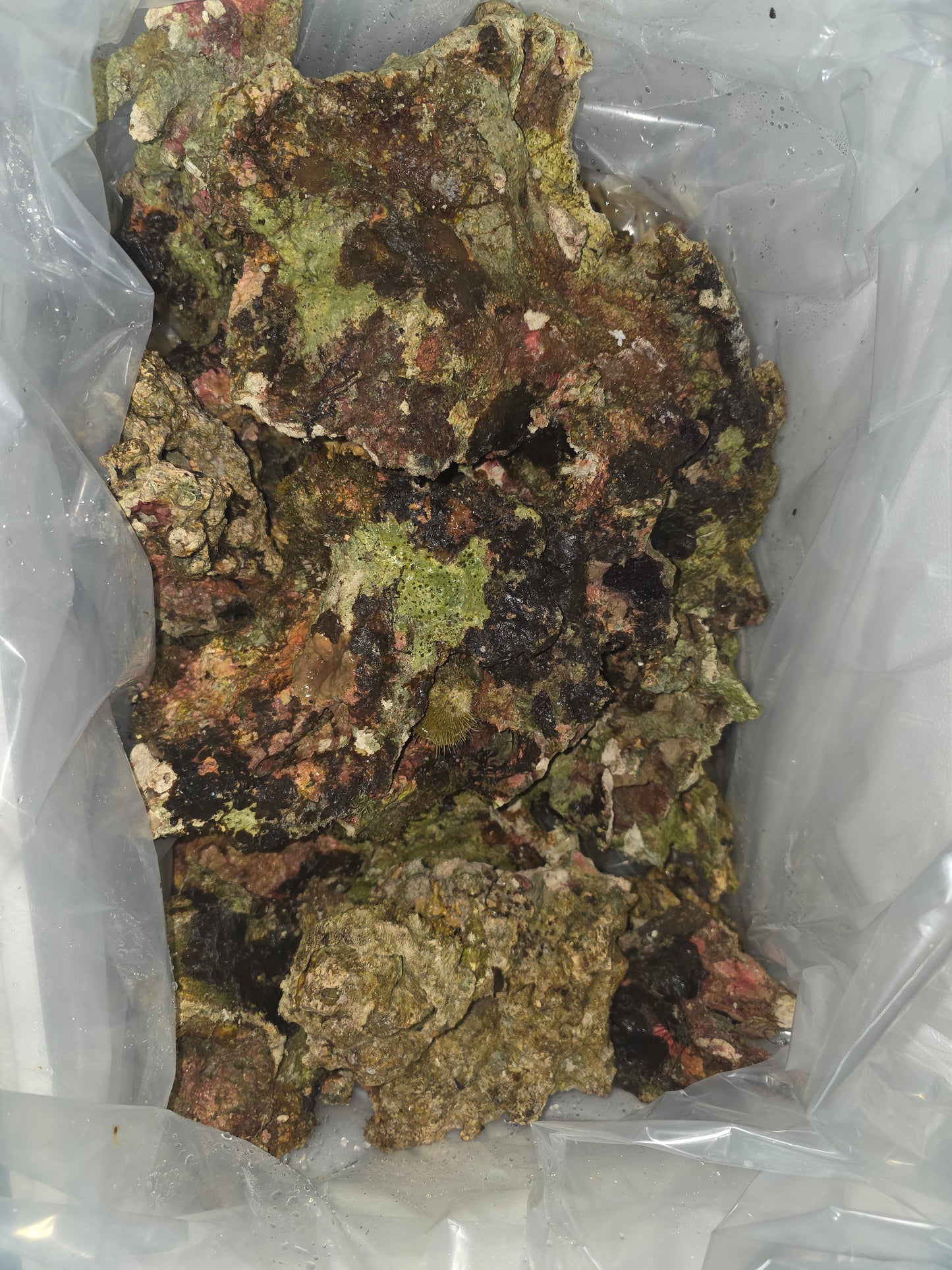 Australian Live Rock WYSIWYG 44lbs
