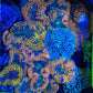 ORANGE RICORDEA (per polyp)
