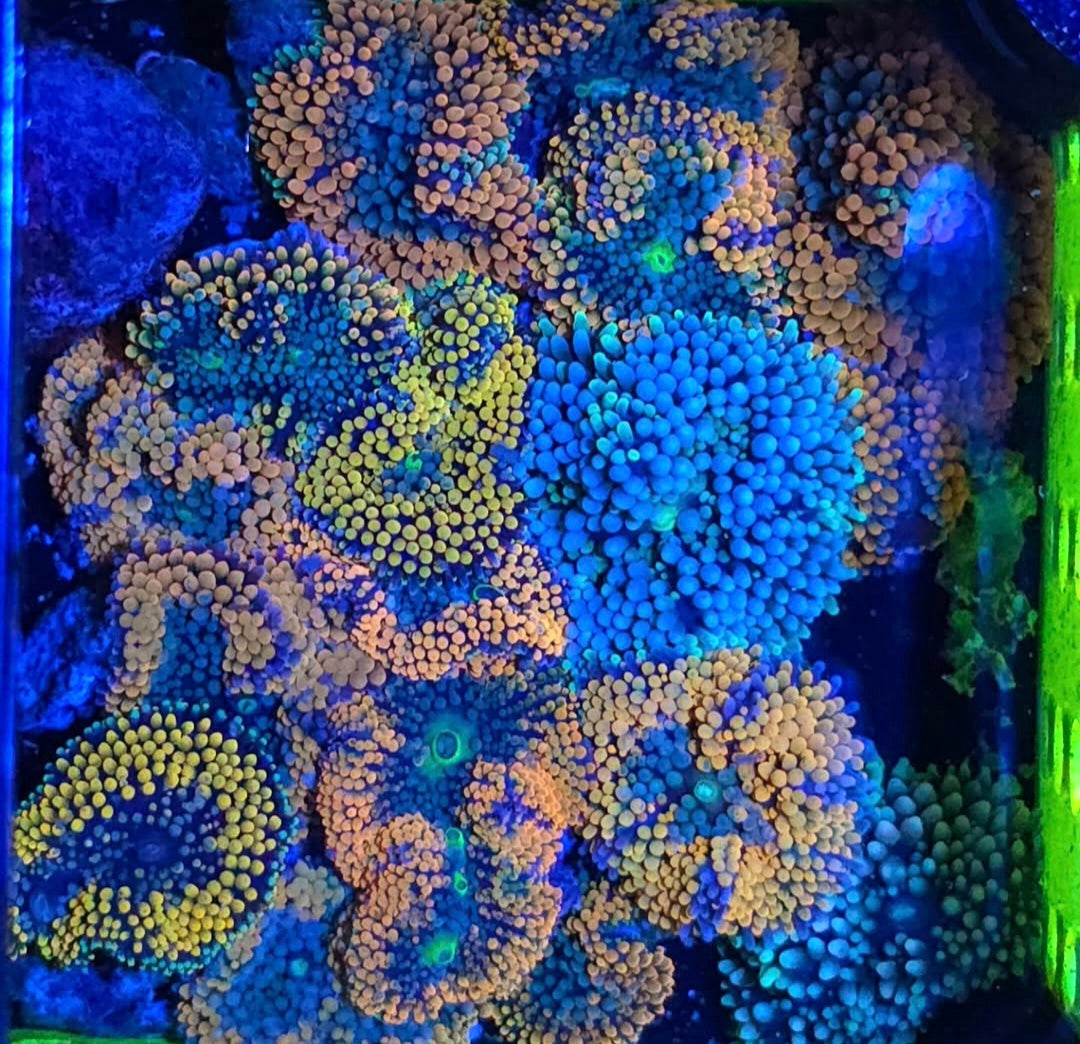 ORANGE RICORDEA (per polyp)