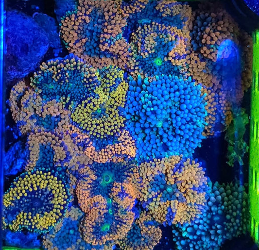 ORANGE RICORDEA (per polyp)